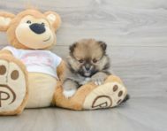 7 week old Pomeranian Puppy For Sale - Seaside Pups