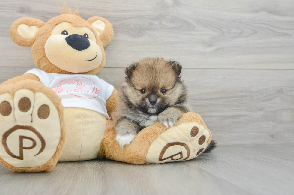 7 week old Pomeranian Puppy For Sale - Seaside Pups