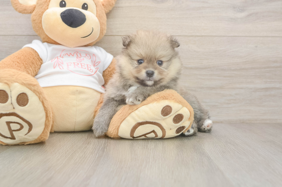 5 week old Pomeranian Puppy For Sale - Seaside Pups