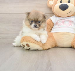 7 week old Pomeranian Puppy For Sale - Seaside Pups