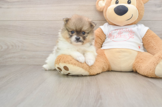Pomeranian Puppy for Adoption