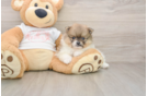 Pomeranian Pup Being Cute