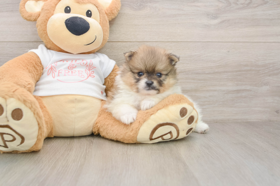 Pomeranian Pup Being Cute
