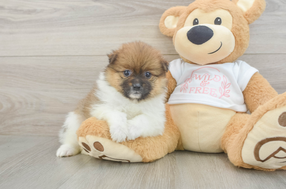 5 week old Pomeranian Puppy For Sale - Seaside Pups