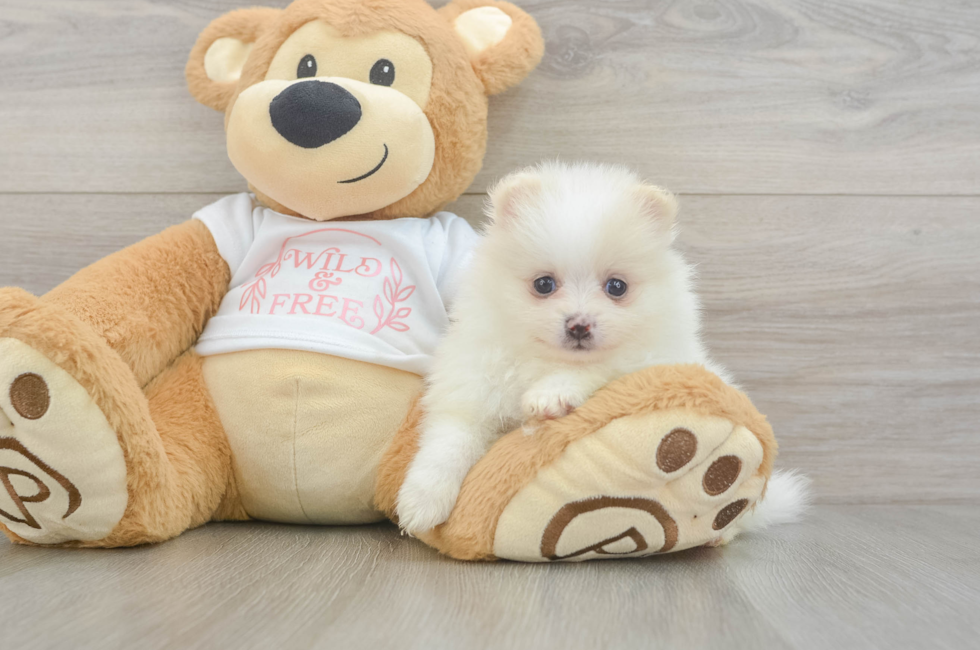 5 week old Pomeranian Puppy For Sale - Seaside Pups