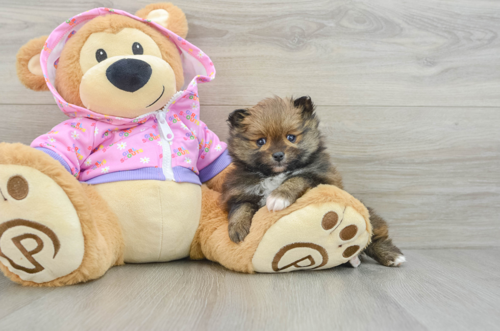 5 week old Pomeranian Puppy For Sale - Seaside Pups