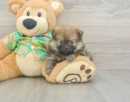 7 week old Pomeranian Puppy For Sale - Seaside Pups