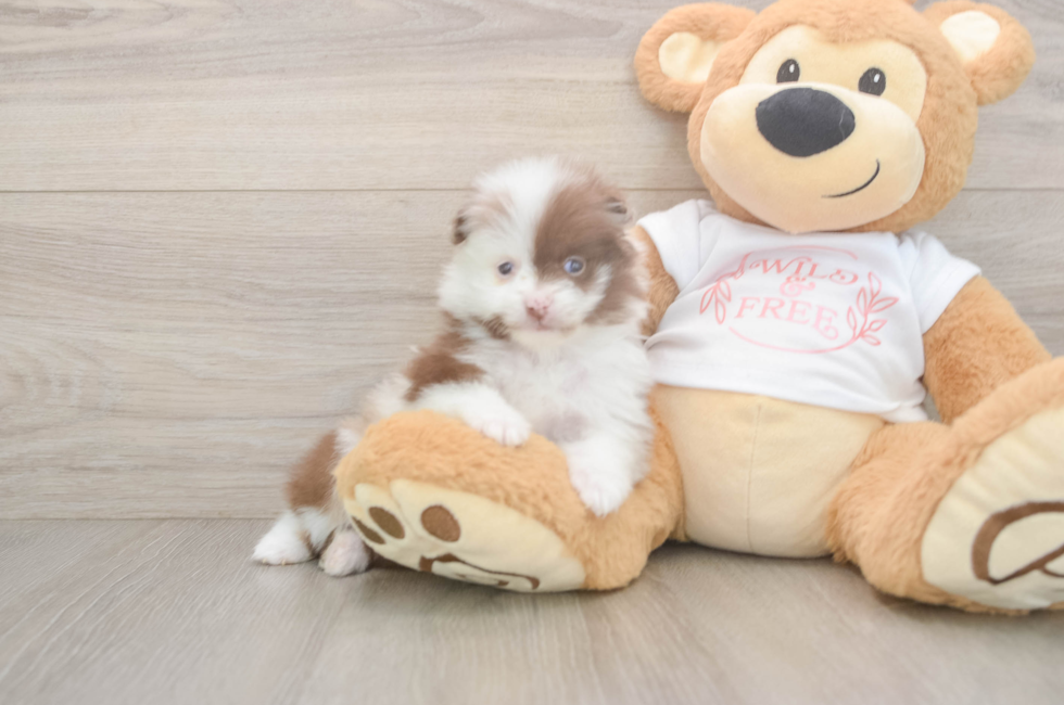 5 week old Pomeranian Puppy For Sale - Seaside Pups