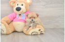 Akc Registered Pomeranian Baby