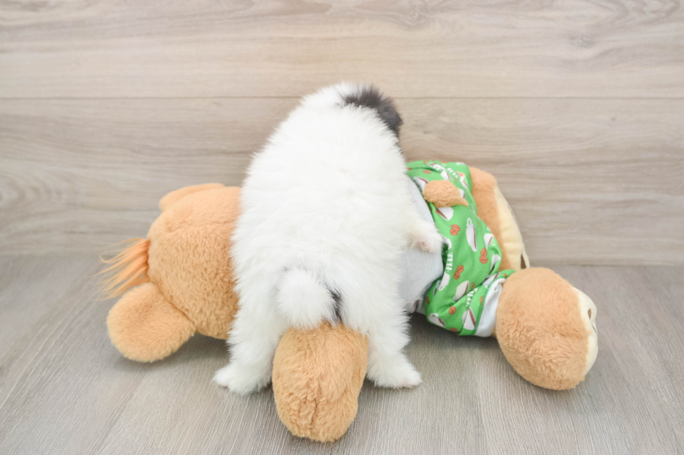 Pomeranian Pup Being Cute