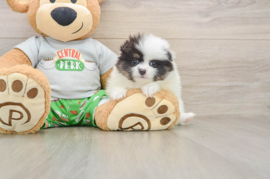Pomeranian Puppy for Adoption