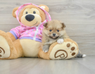 8 week old Pomeranian Puppy For Sale - Seaside Pups