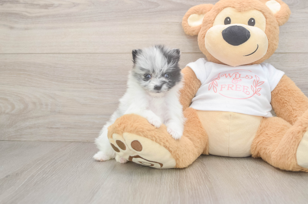 5 week old Pomeranian Puppy For Sale - Seaside Pups