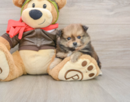 8 week old Pomeranian Puppy For Sale - Seaside Pups