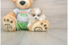 Best Pomeranian Baby