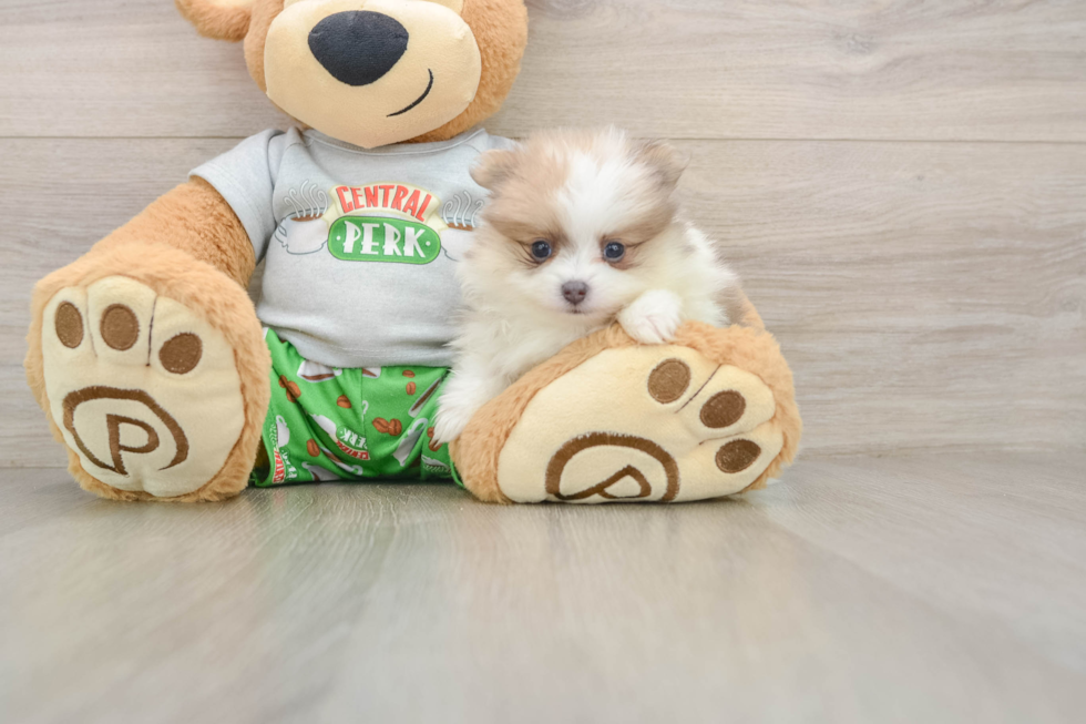 Best Pomeranian Baby