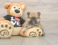 8 week old Pomeranian Puppy For Sale - Seaside Pups