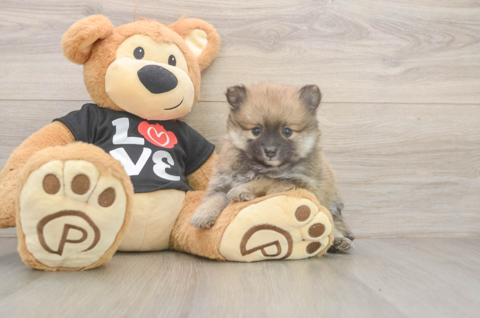 5 week old Pomeranian Puppy For Sale - Seaside Pups