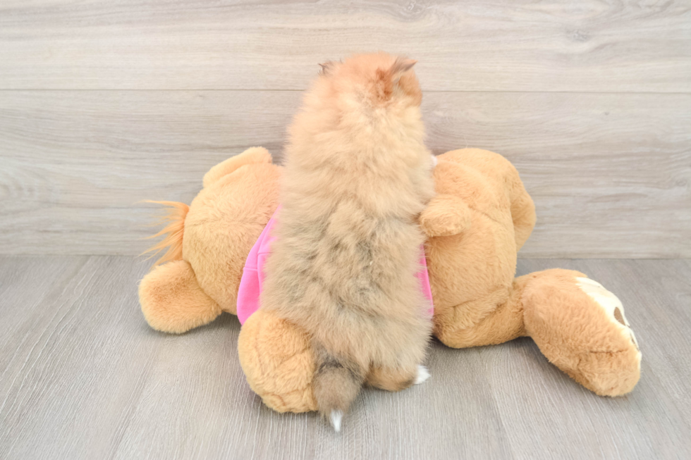 Little Pomeranian Baby