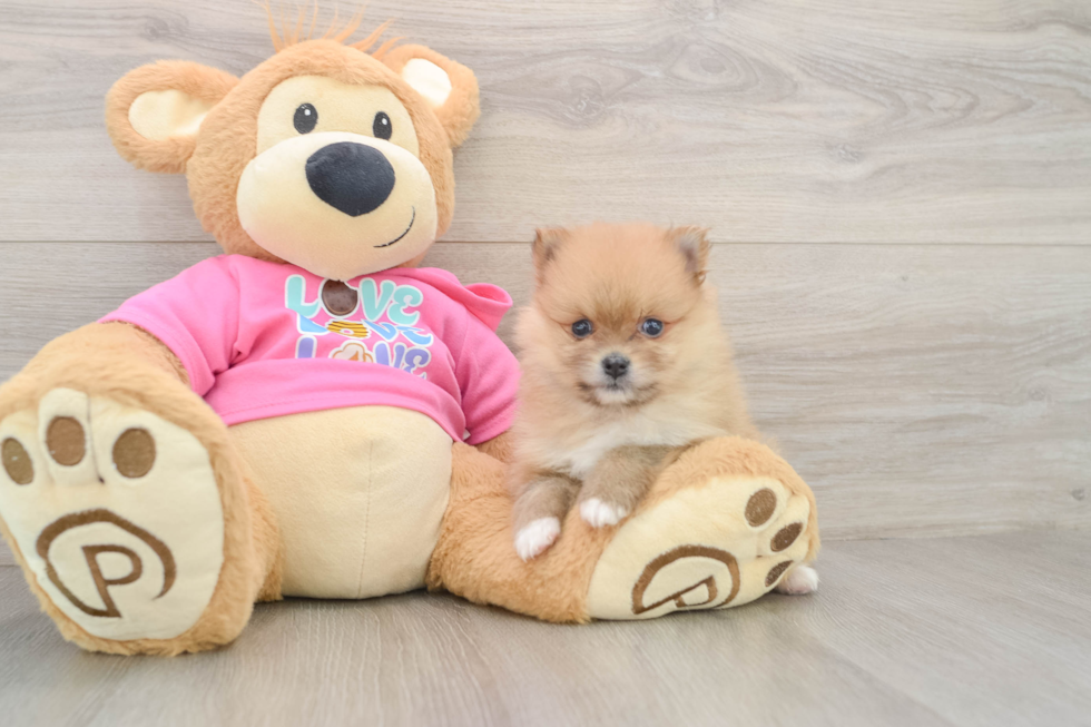 Best Pomeranian Baby