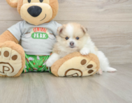 8 week old Pomeranian Puppy For Sale - Seaside Pups