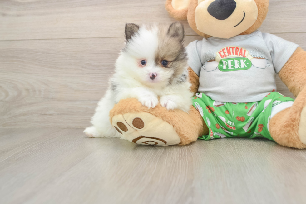 Funny Pomeranian Baby