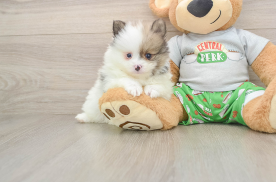 Funny Pomeranian Baby