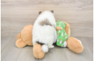Pomeranian Puppy for Adoption