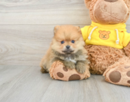 7 week old Pomeranian Puppy For Sale - Seaside Pups