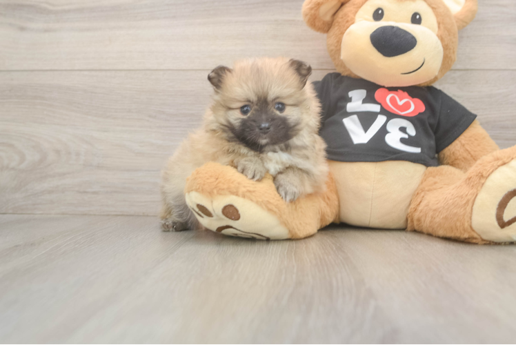 Pomeranian Puppy for Adoption