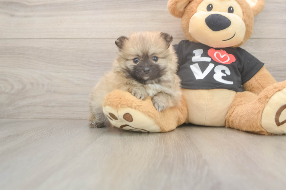5 week old Pomeranian Puppy For Sale - Seaside Pups