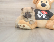 8 week old Pomeranian Puppy For Sale - Seaside Pups 8 week old Pomeranian Puppy For Sale - Seaside Pups