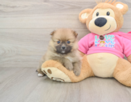 8 week old Pomeranian Puppy For Sale - Seaside Pups