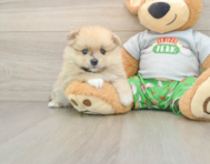 8 week old Pomeranian Puppy For Sale - Seaside Pups