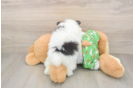 Pomeranian Pup Being Cute