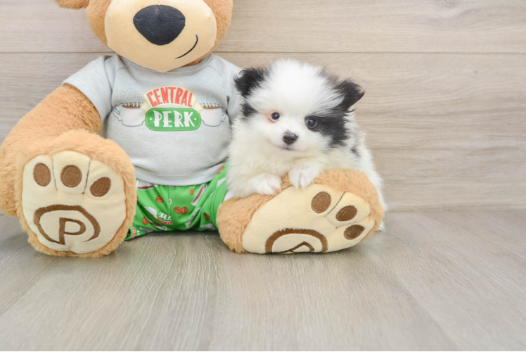 Little Pomeranian Purebred Pup