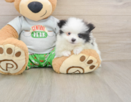 7 week old Pomeranian Puppy For Sale - Seaside Pups