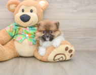 9 week old Pomeranian Puppy For Sale - Seaside Pups