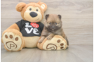 Small Pomeranian Baby
