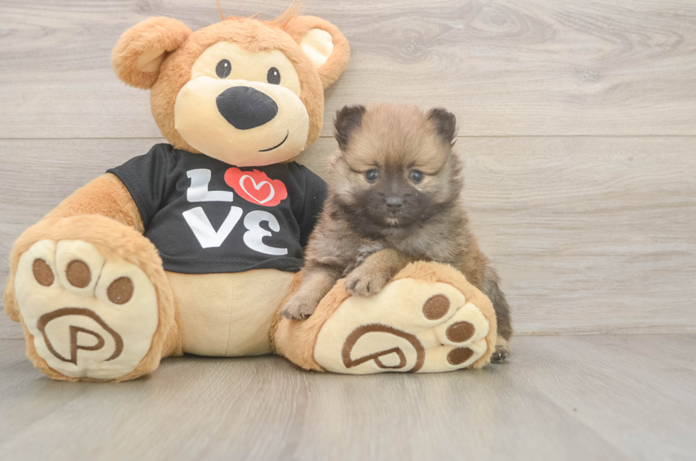 5 week old Pomeranian Puppy For Sale - Seaside Pups