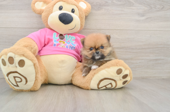 Pomeranian Pup Being Cute