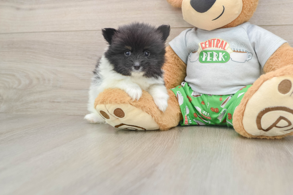 Best Pomeranian Baby