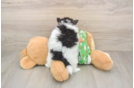Akc Registered Pomeranian Purebred Pup