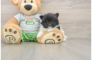 Funny Pomeranian Baby