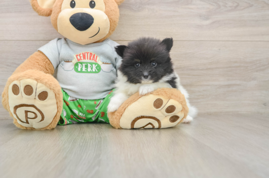 Funny Pomeranian Baby