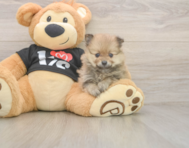 8 week old Pomeranian Puppy For Sale - Seaside Pups