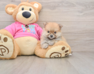 8 week old Pomeranian Puppy For Sale - Seaside Pups
