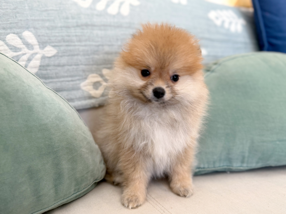 Best Pomeranian Baby