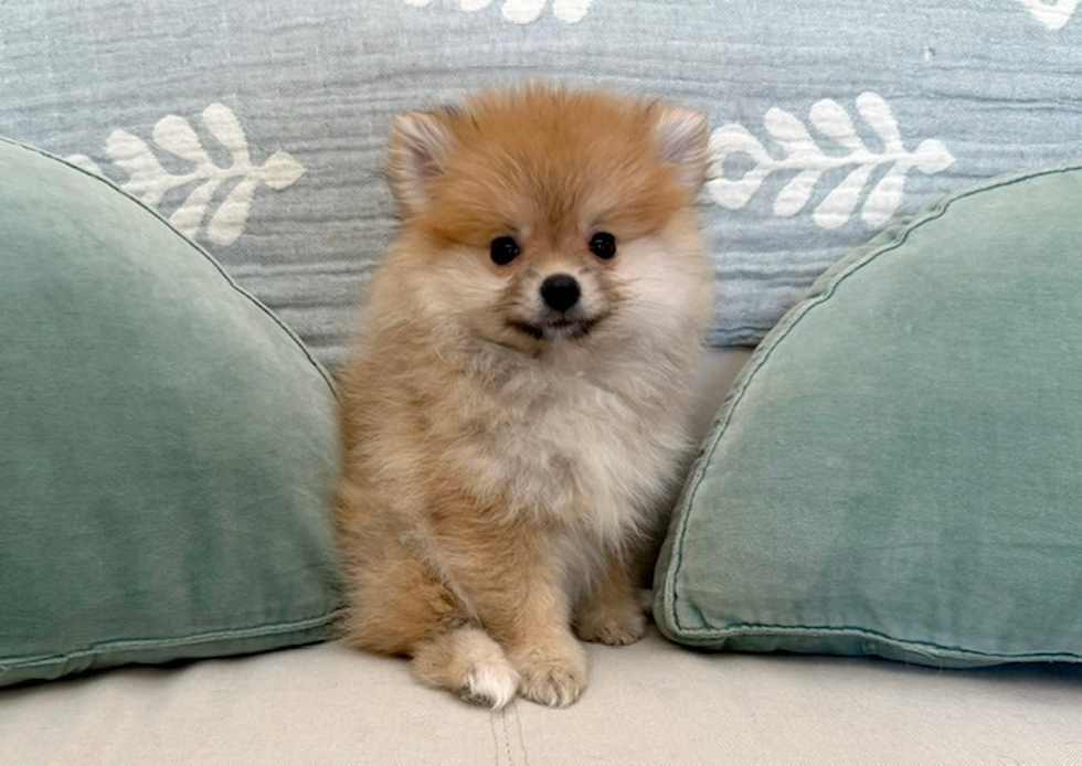 Best Pomeranian Baby