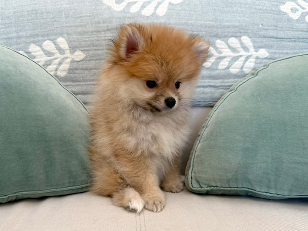 Pomeranian Puppy for Adoption
